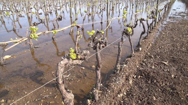 Submersion in vineyards, Languedoc Roussillon, France