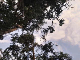 mirada al cielo entre los arboles