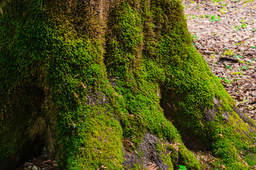 green moss on a tree branch close-up in the Caucasus mountains on the Lagonaki plateau in Adygea. Focusing on moss