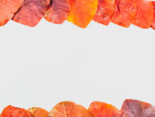 Autumn red leaves of cotinus coggygria on white background. copyspace of autumn leaves.
