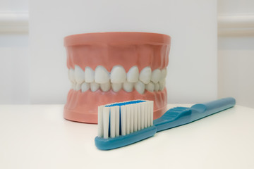 Dental and brush model for dental treatment