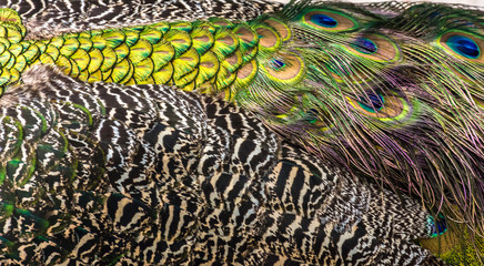Fototapeta premium peacock