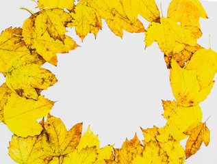 Autumn yellow maple leaves on a wooden background.