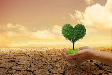 Environmental problems,Protect nature and save the world . A small green heart tree in hand, ready to plant, with a background that is arid and cracked soil.