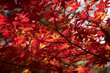 Maple leaves on tree with sunlight in autumn season