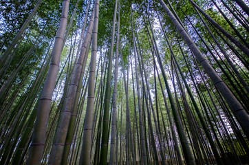 Arashiyama Bamboo Forest famous place in Kyoto