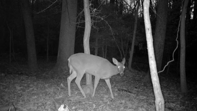 wild deer in forest at night