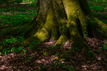 the roots and trunk of the tree covered with green wet close-up. In the Caucasus mountains