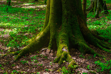 Obraz premium the roots and trunk of the tree covered with green wet close-up. In the Caucasus mountains