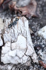 A venomous Jumping Jack ant, Myrmecia pilosula, foraging atop a twig in a suburban garden in Wonthaggi on the Bass Coast, South Gippsland, Victoria,Australia