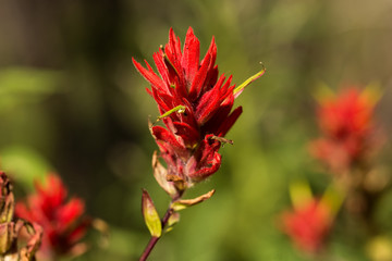 Obraz premium Red Indian Paintbrush