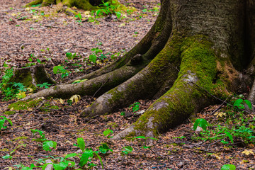 the roots and trunk of the tree covered with green wet close-up. In the Caucasus mountains