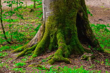 Fototapeta na wymiar the roots and trunk of the tree covered with green wet close-up. In the Caucasus mountains
