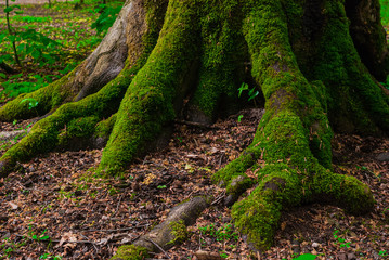 the roots and trunk of the tree covered with green wet close-up. In the Caucasus mountains