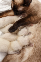 Cat feeds newborn kittens milk