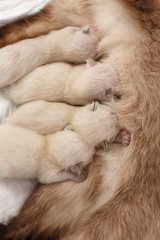Cat feeds newborn kittens milk
