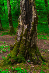 the roots and trunk of the tree covered with green wet close-up. In the Caucasus mountains