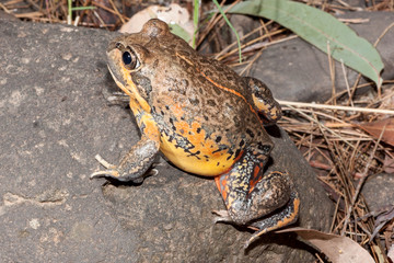 Scarlet-sided Banjo Frog