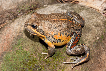 Scarlet-sided Pobblebonk