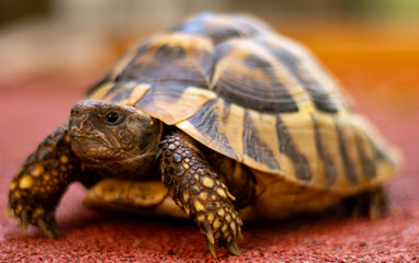 Hermanns Tortoise
