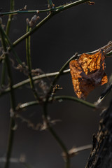 butterfly on leaf