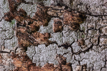 tree bark close-up. old tree