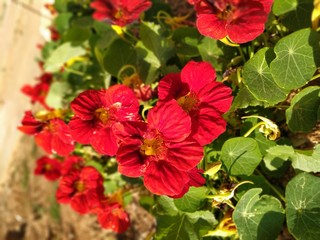 Fototapeta premium Yellow Amapola (Papaveraceae) - Vallegrande, Santa Cruz - Bolivia