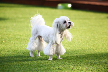 Happy puppies in a private playground