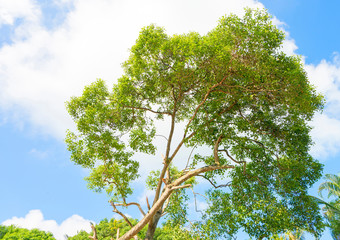 Natural green trees and sky background with text space and leaf frame