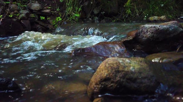 brooklet in the middle of a forest