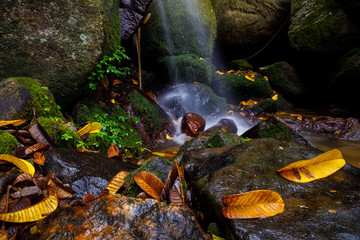 Leafs at waterfall on tropical Nosy Mangabe in Madagascar