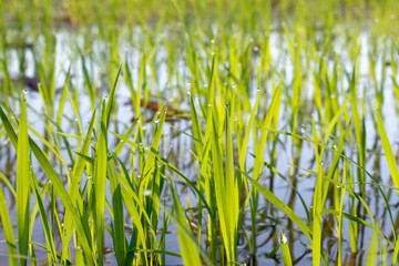 Green rice seedlings in rice fields.