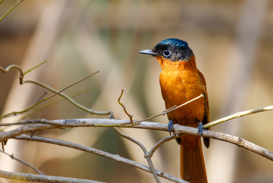 Female Malagasy Paradise Flycatcher, Kirindy Reserve, Madagascar