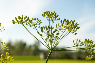 Flowers on a natural background.