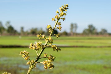 Small flowers on a natural background.