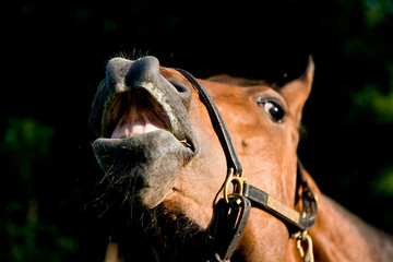 Obraz premium Swedish Race Horse 