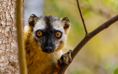 Red-fronted brown lemur in the Kirindy Forest of Madagascar