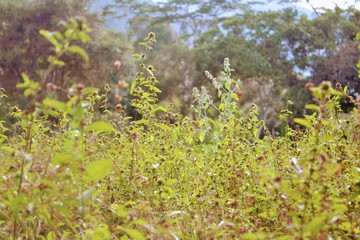 flowers on a background