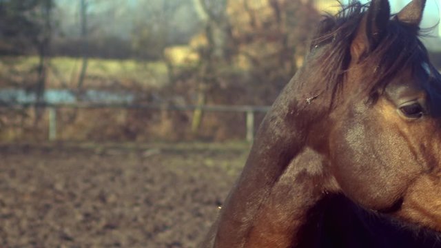 Pan To Beautiful Brown Horse Standing In Paddock, Close-up, Slow Mo