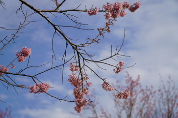 Cherry blossoms, beautiful pink flowers, select focus and branches