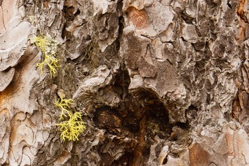 Lichen growing on tree bark