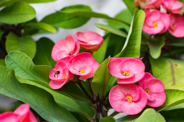 Beautiful pink flowers in the garden while a bee is flying above them