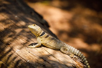 Wild Collared Iguana at Pangalanes Lakes, Madagascar
