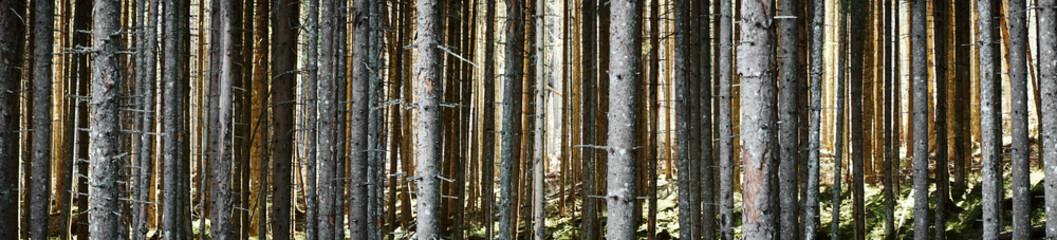 Panorama landscape of forest in the mist with sun rays.