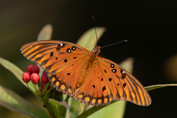 Fototapeta na wymiar Gulf Fritillary Butterfly at Pinckney Island NWR, South Carolina