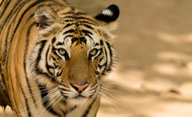 Young male tiger in Bandhavgarh National Park, India