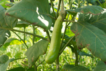 green eggplant on the tree with eggplant leaves.