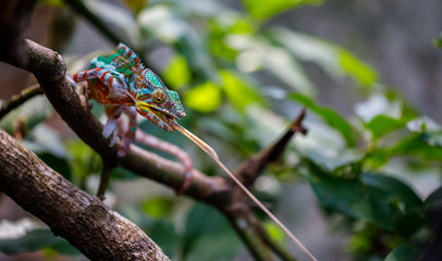 Panther Chameleon catching an insect at Andasibe in Madagascar