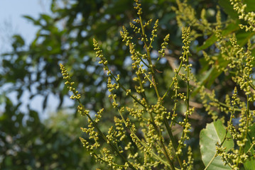 Rambutan flowers with sunrise and leaves background.