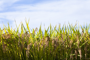 Close up rice on field in harvest season in south korea 